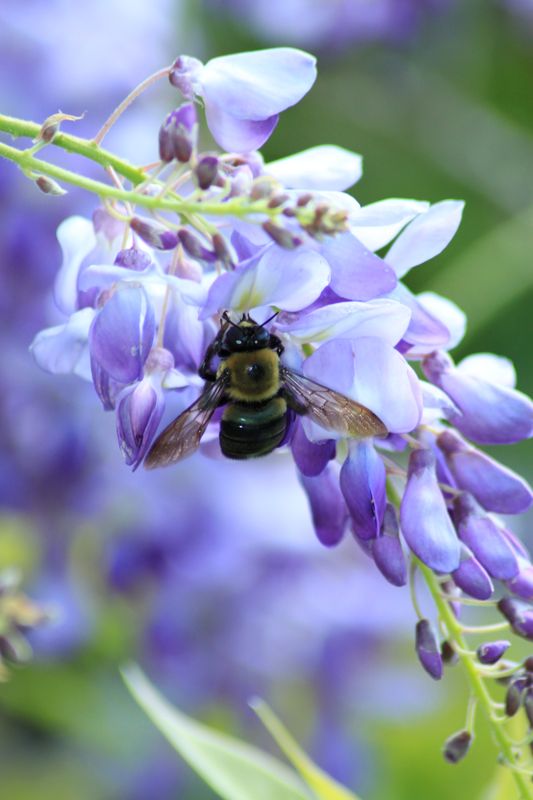 wisteria bloom with bee...