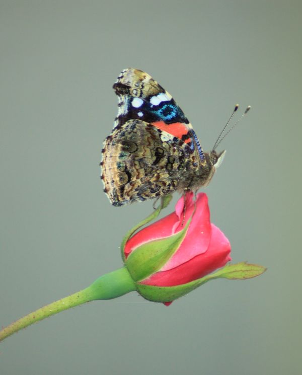butterfly on rosebud...