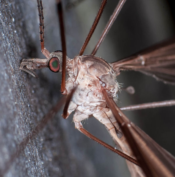 Another Ugly Crane Fly...