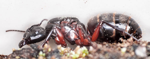 Large Black Ant...