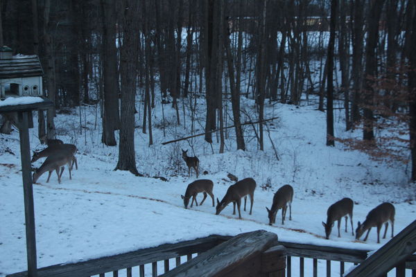 Wildlife Shots from porch in a small town in Connecticut: Just a few ...