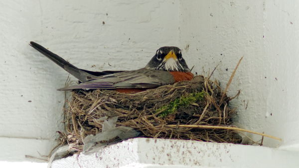 Nesting Robin...