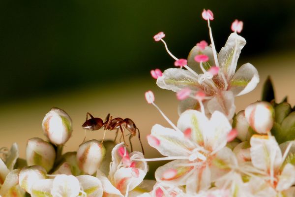 2.) Single Argentine ant (Iridomyrmex humilis), se...
