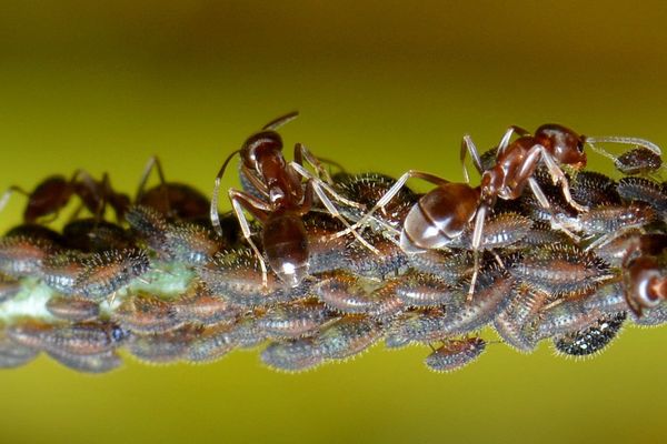 3.) Argentine ants (Iridomyrmex humilis) herding a...