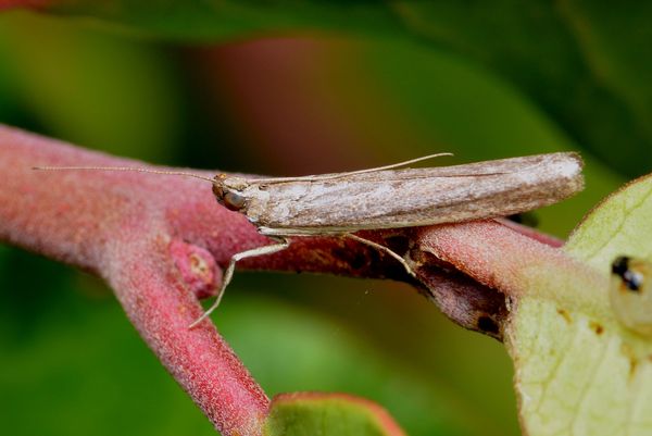 4.) Unknown, itty-bitty moth...