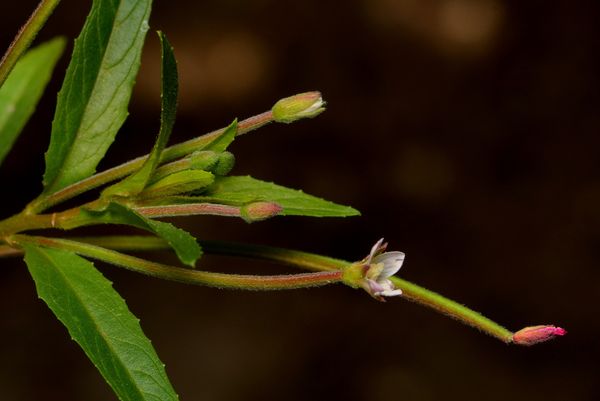 1.) Buds and 3-mm flower, each on a growing seedpo...