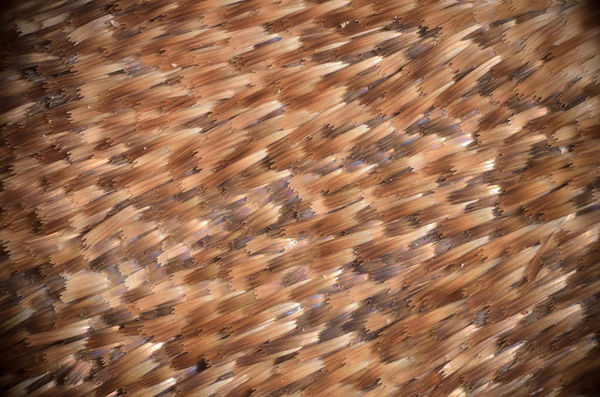 Moth wing @ 9x magnification, 41 stacked frames...
