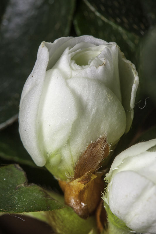 Miniature White Rose...
