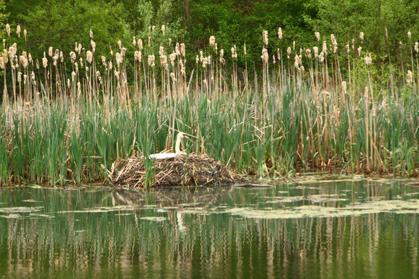Swan on nest...