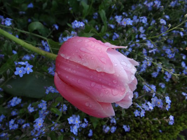 Pink tulip...