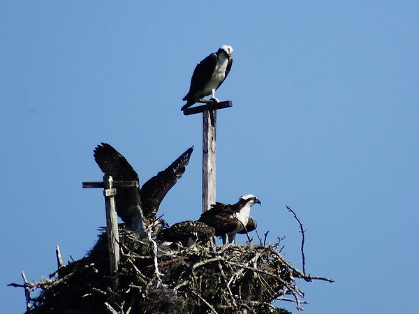 The nest is busy...