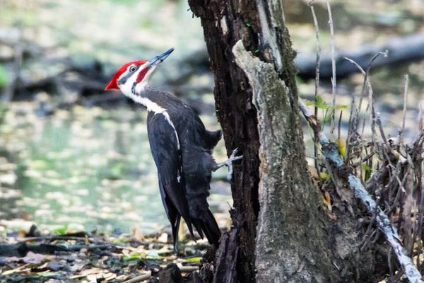 Pileated woodpecker...