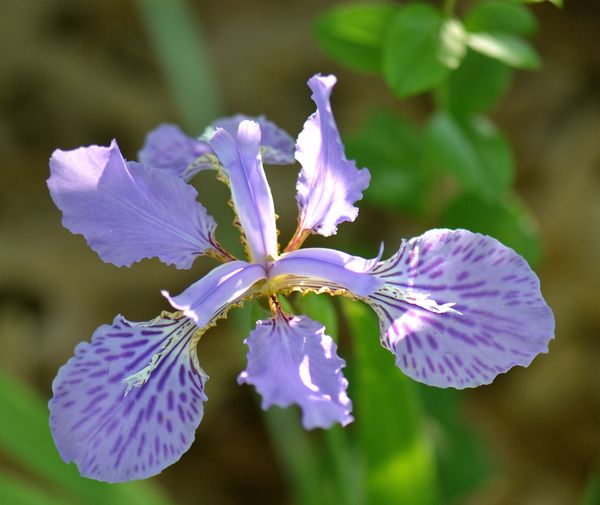 Louisiana Iris...