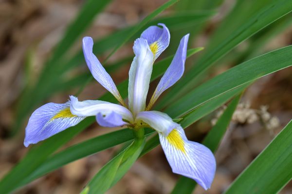 Siberian Iris...