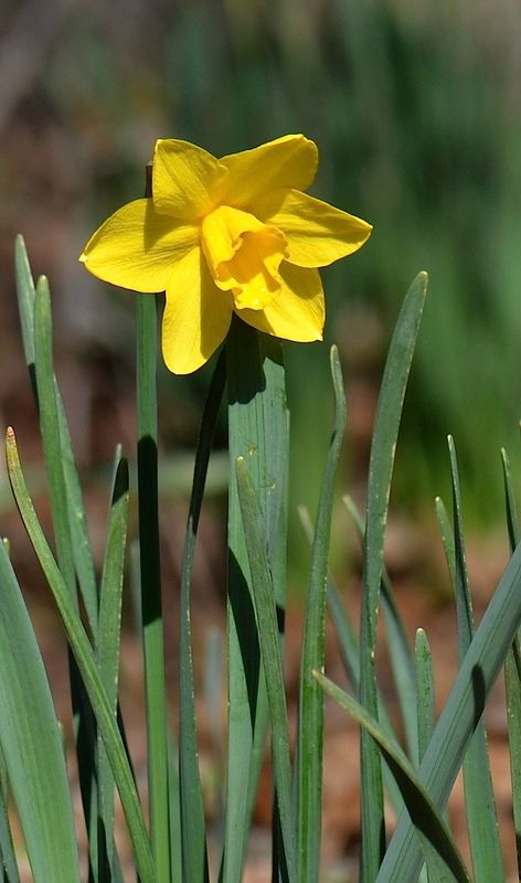 Small cup narcissus (no name)...