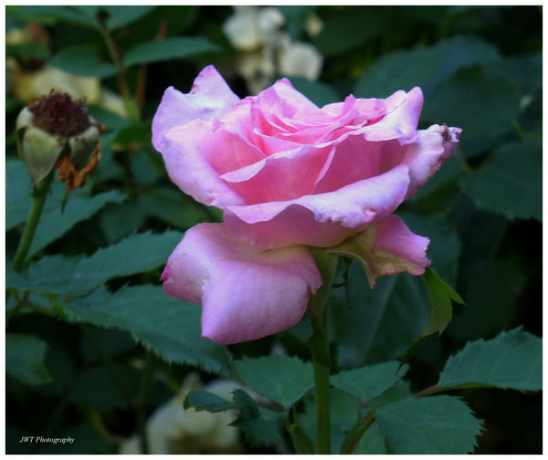 A lovely rose in the gloaming...
