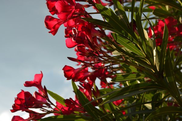 A red oleander peeking over my back fence....