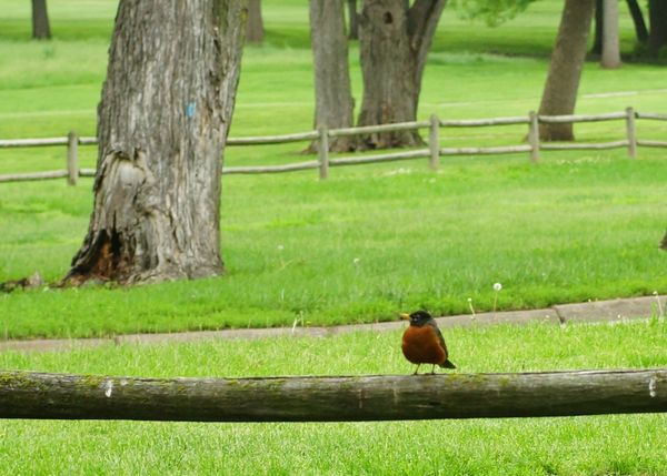 ...robin on the fence....