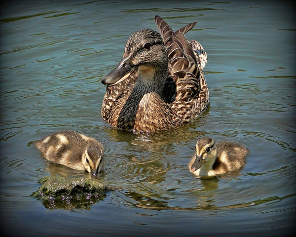 female mallard with her ducklings shortly before s...