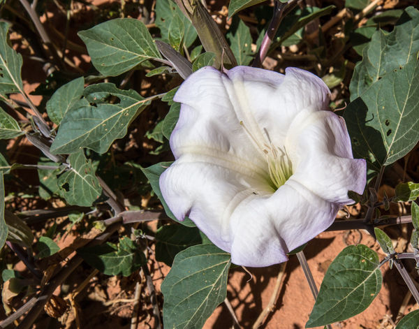 This had already started to wilt.  They bloom at n...
