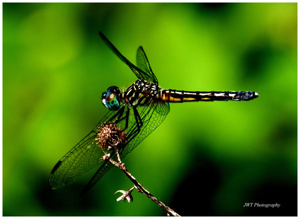 Dragonfly in blue...
