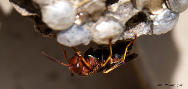 Wasp on a nest...