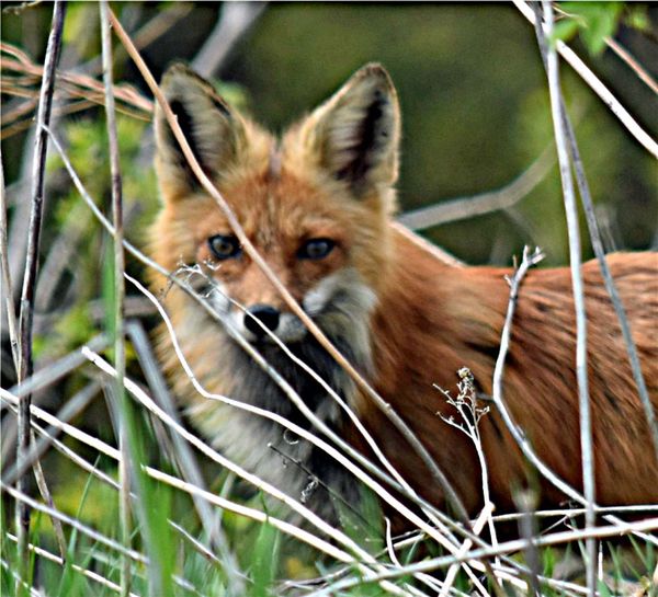 fox watching me...