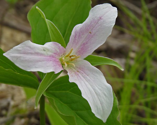 And I did not know there were pink trilliums.......