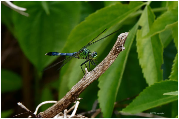 Blue Dragonfly...