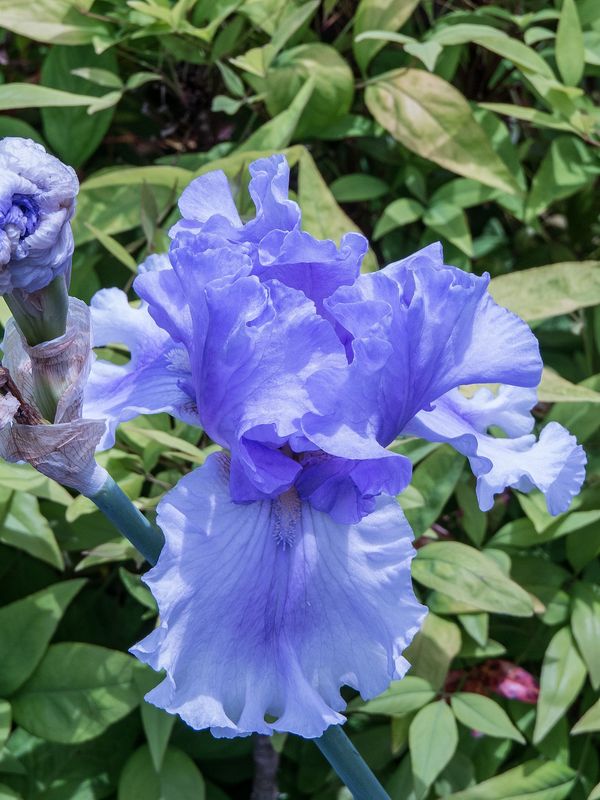 Purple Iris...