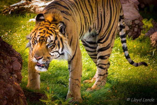 Sumatran Tiger...