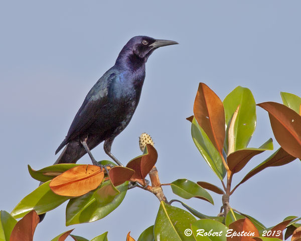 Boat-tailed Grackle  Canon 50D  100-400 lens at 40...