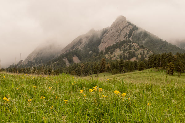 First, Second & Third Flatirons with a few wildflo...