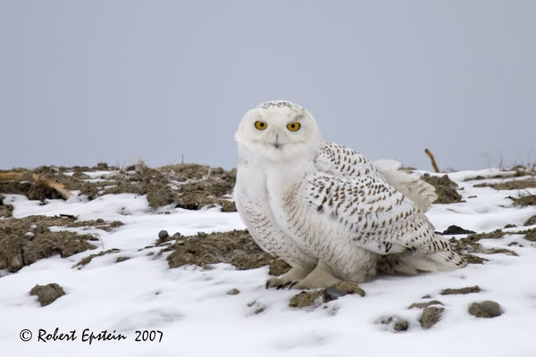 Snowy Owl  Canon 20D  100-400 lens at 400mm...