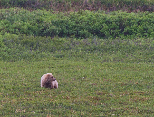 Blonde grizzly in Denali...