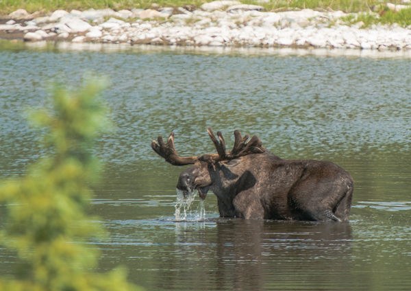Moose grazing in a pond...