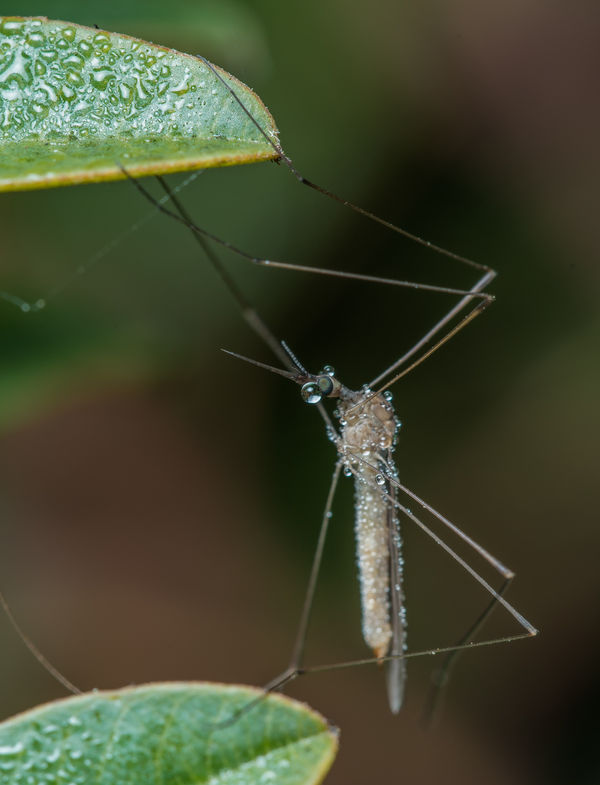 6). A slightly closer look at a small Cranefly...