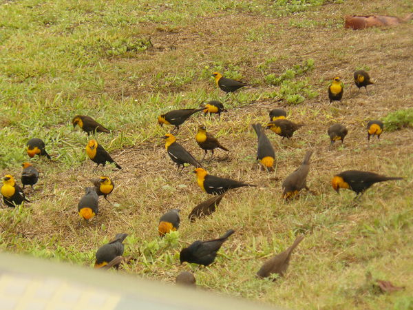 Yellow- headed Blackbirds on the lawn at conventio...