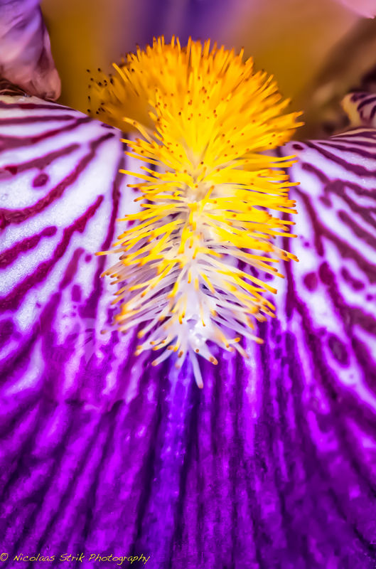 Iris plant...