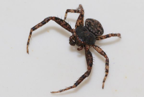 Little black spider -- Steatoda borealis...
