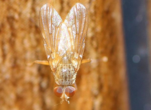 4) Fannia canicularis - lesser house fly...