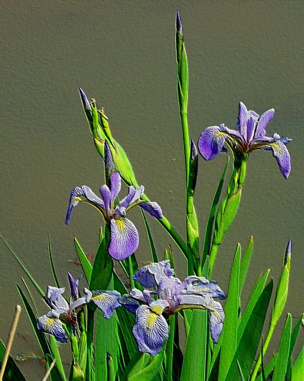 Wild iris at Sandy Ridge res....