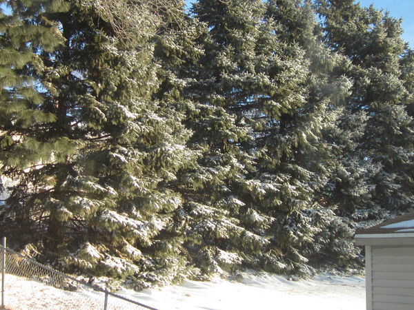 Row of Pine trees in snow cover...
