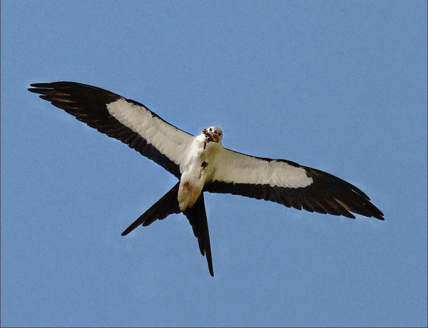Variant of Swallowtail Kite...