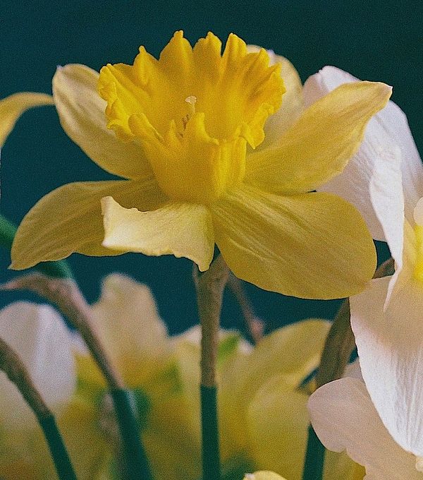 Daffodils with Mt. Hood...