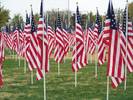 1000 flags to honor veterns...