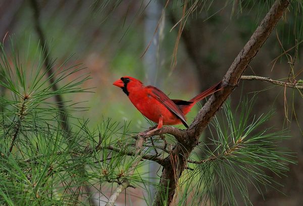 Cardinal Deep in the Pines: This male Cardinal was some 55 feet away ...