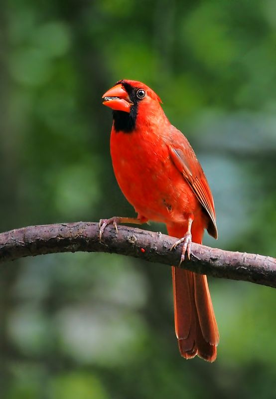 Cardinal Deep in the Pines: This male Cardinal was some 55 feet away ...