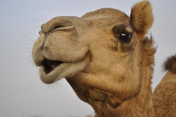 Camel...