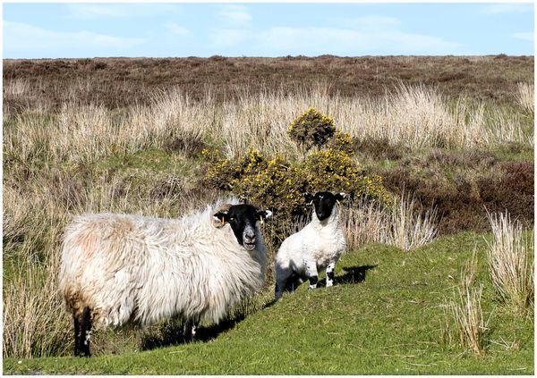 Ewe and lamb. Sunny but windy....